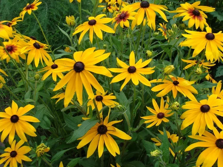 Рудбекия блестящая "Гольдштурм" - 2 изображение