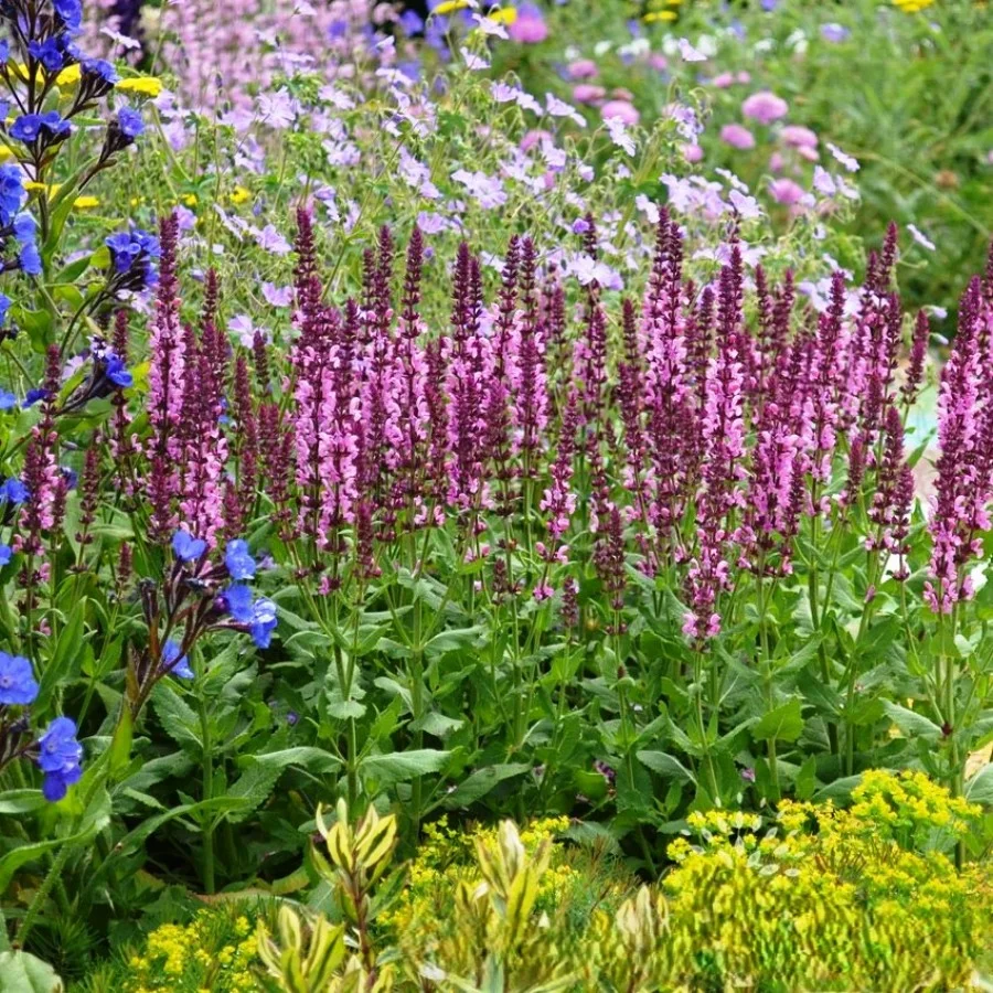 Шалфей дубравный "Сенсейшн Дип Роуз" - 4 изображение