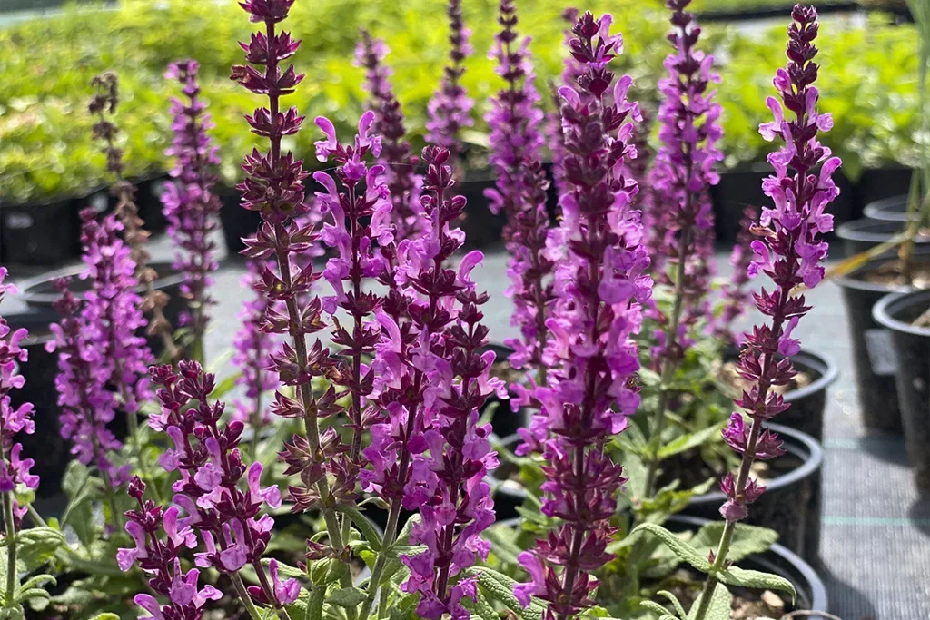 Шалфей дубравный "Сенсейшн Дип Роуз" - 2 изображение