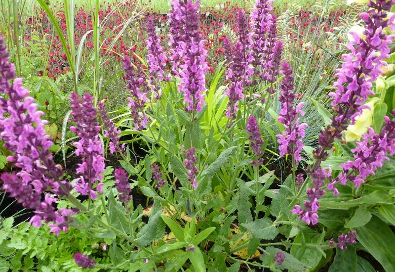 Шалфей дубравный "Сенсейшн Дип Роуз"