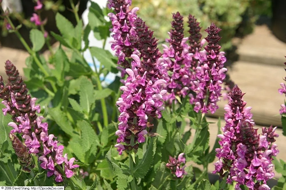 Шалфей дубравный "Сенсейшн Дип Роуз" - 3 изображение