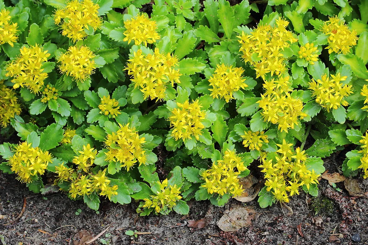 Очиток сельского "Спирит" - 2 изображение