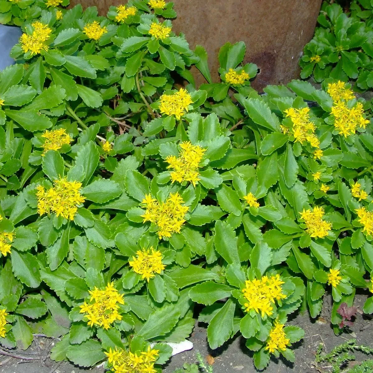 Очиток сельского "Спирит"