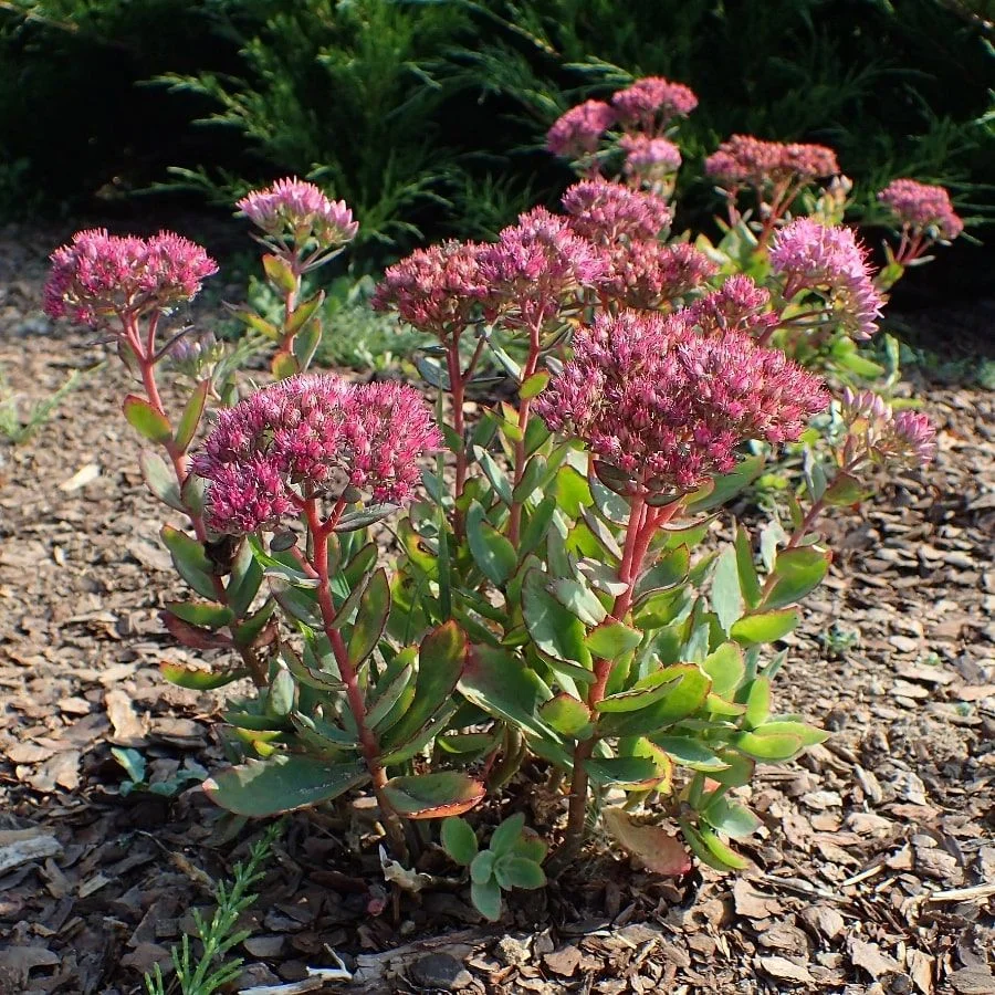 Очиток телефиум "Манстер Дарк Ред" - 3 изображение