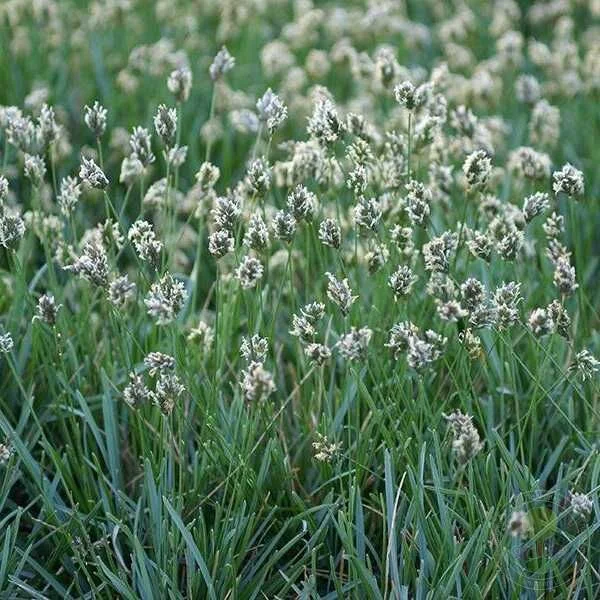 Сеслерия голубая - 2 изображение