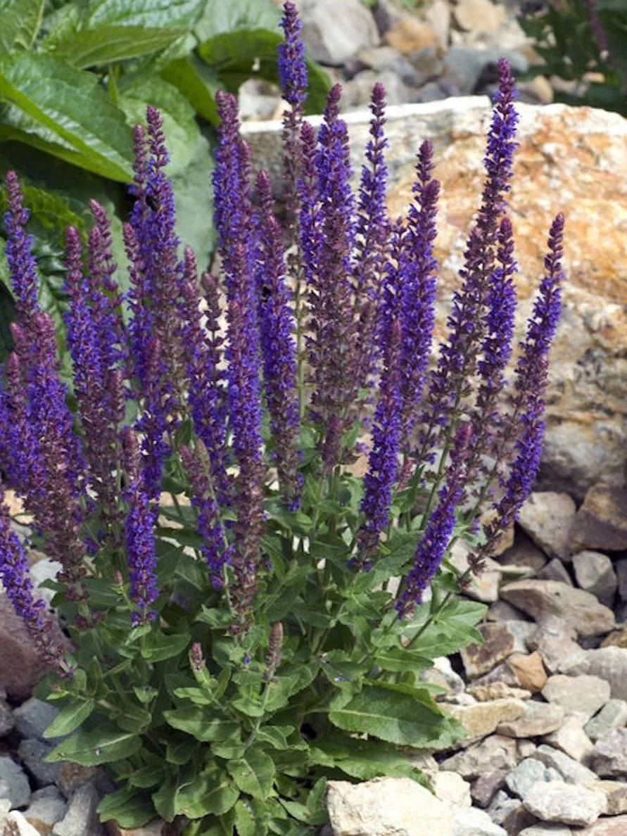 Шалфей дубравный - 2 изображение