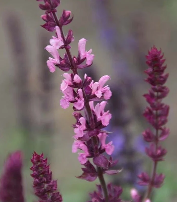 Шалфей дубравный "Роуз Квин" - 3 изображение