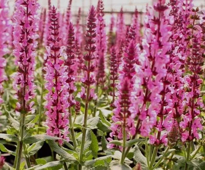 Шалфей дубравный "Роуз Квин" - 2 изображение