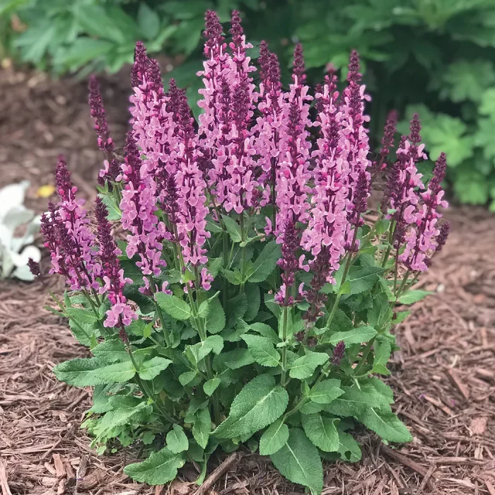 Шалфей дубравный "Роуз Квин"