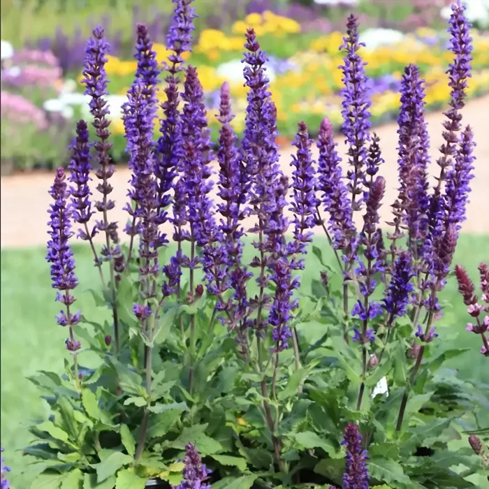 Шалфей дубравный "Сальвадор Блу" - 2 изображение