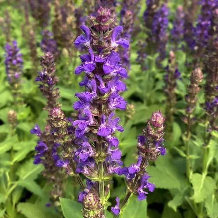 Шалфей дубравный "Сальвадор Блу"