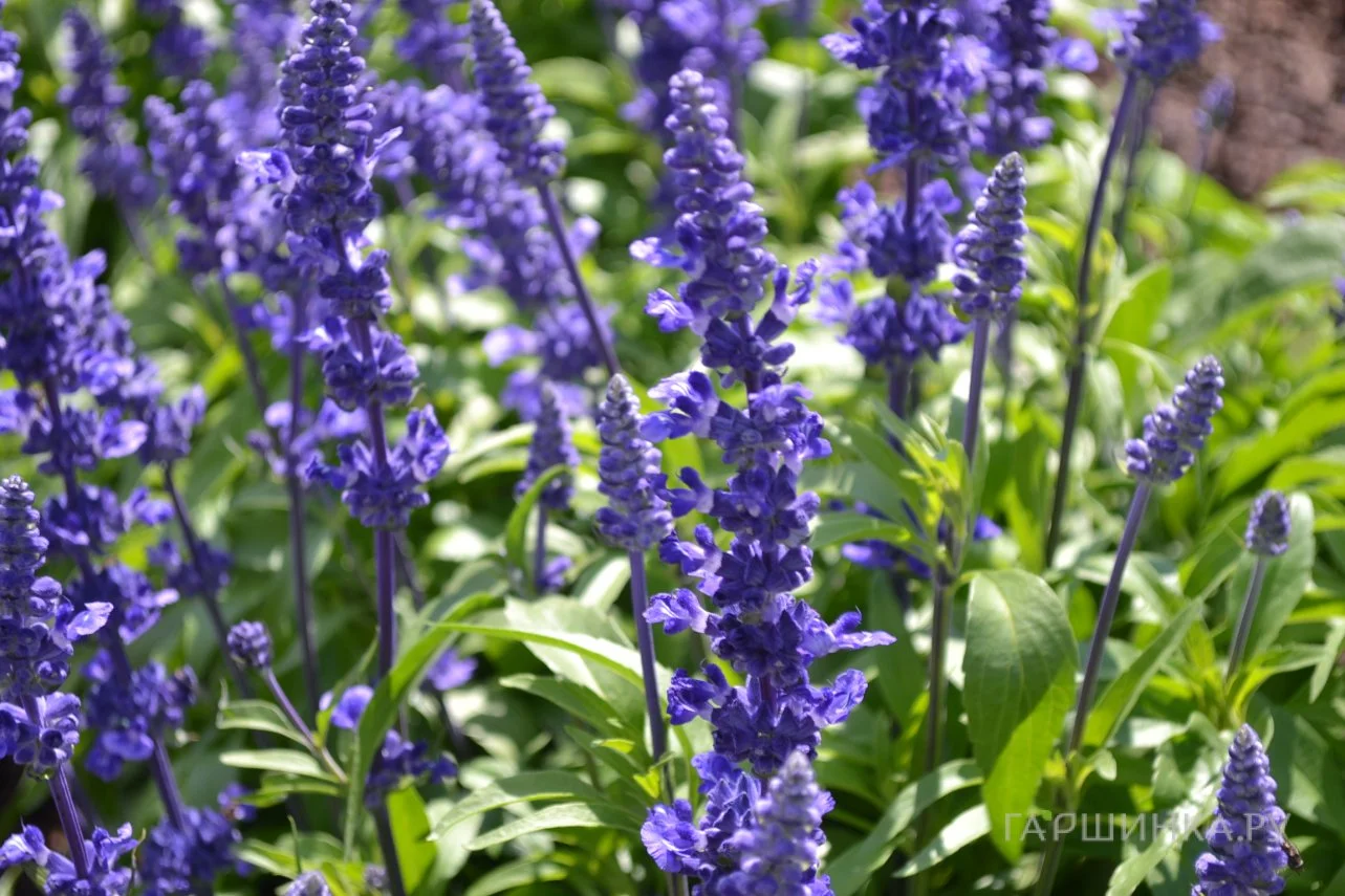 Шалфей мучнистый "Виктория Блу" - 3 изображение