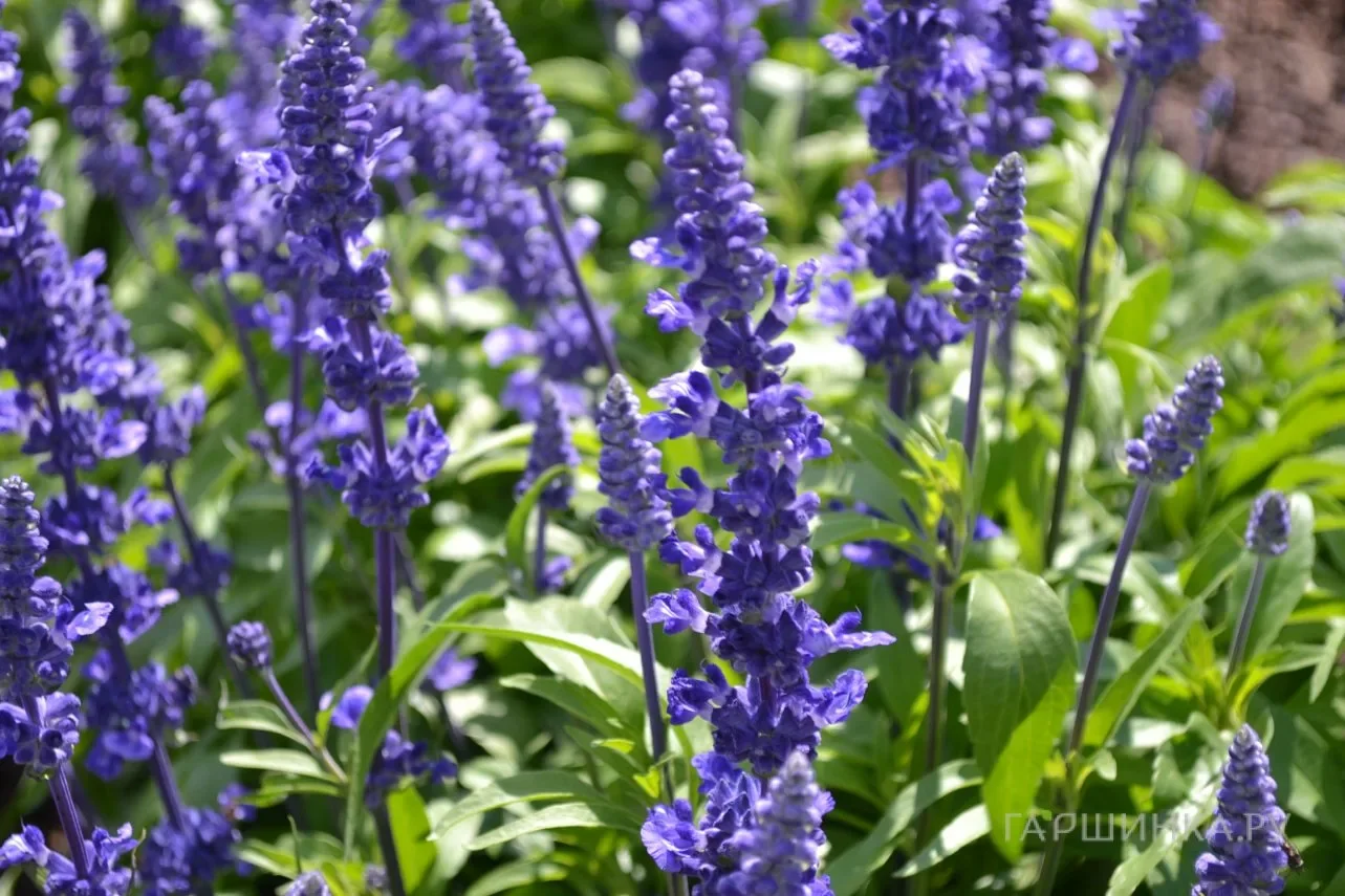 Шалфей мучнистый "Виктория Блу"