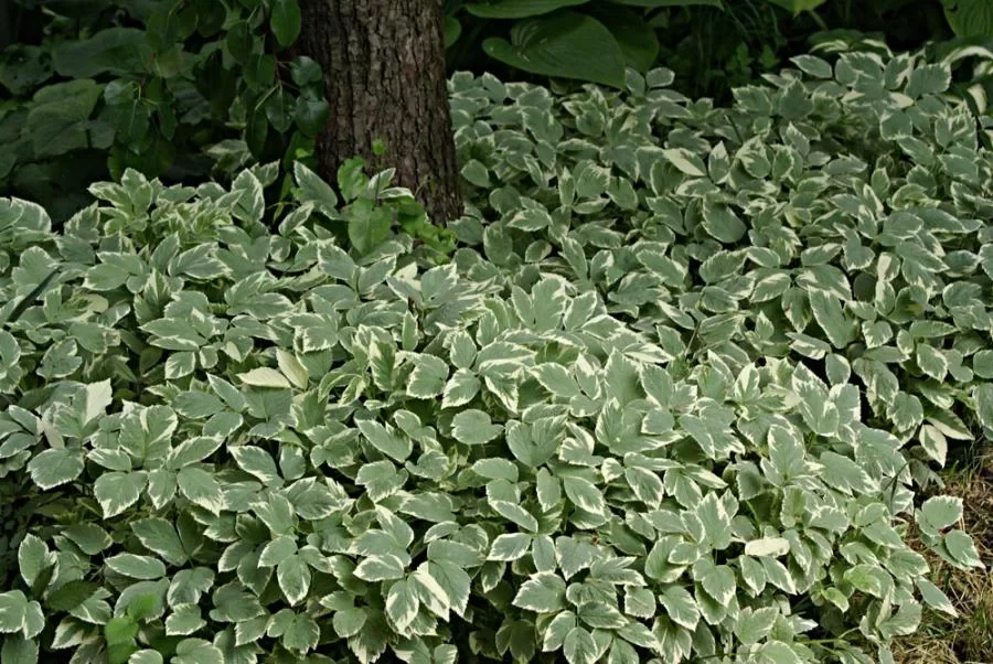 Сныть обыкновенная "Вариегата" - 2 изображение