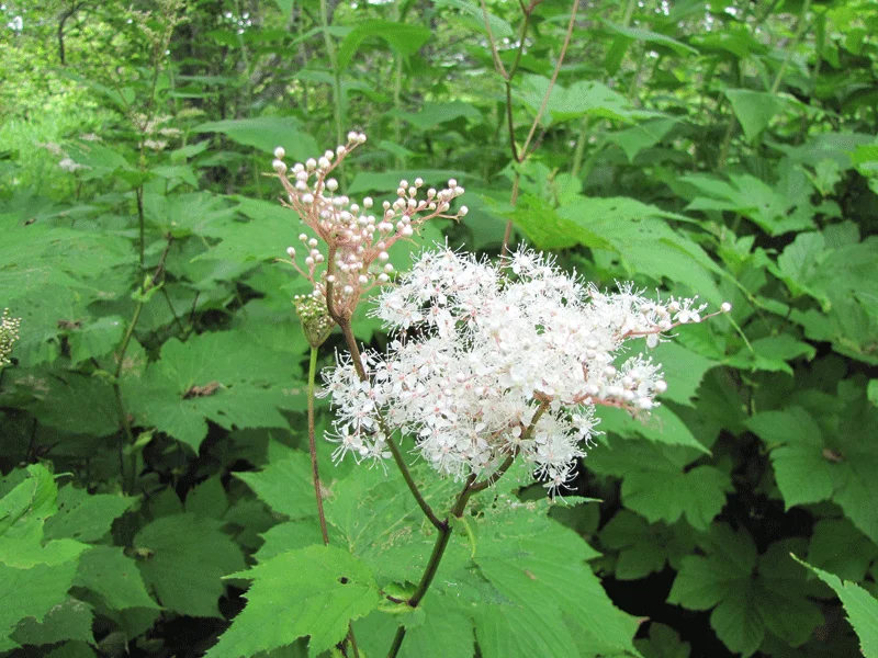 Таволга камчатская - 2 изображение