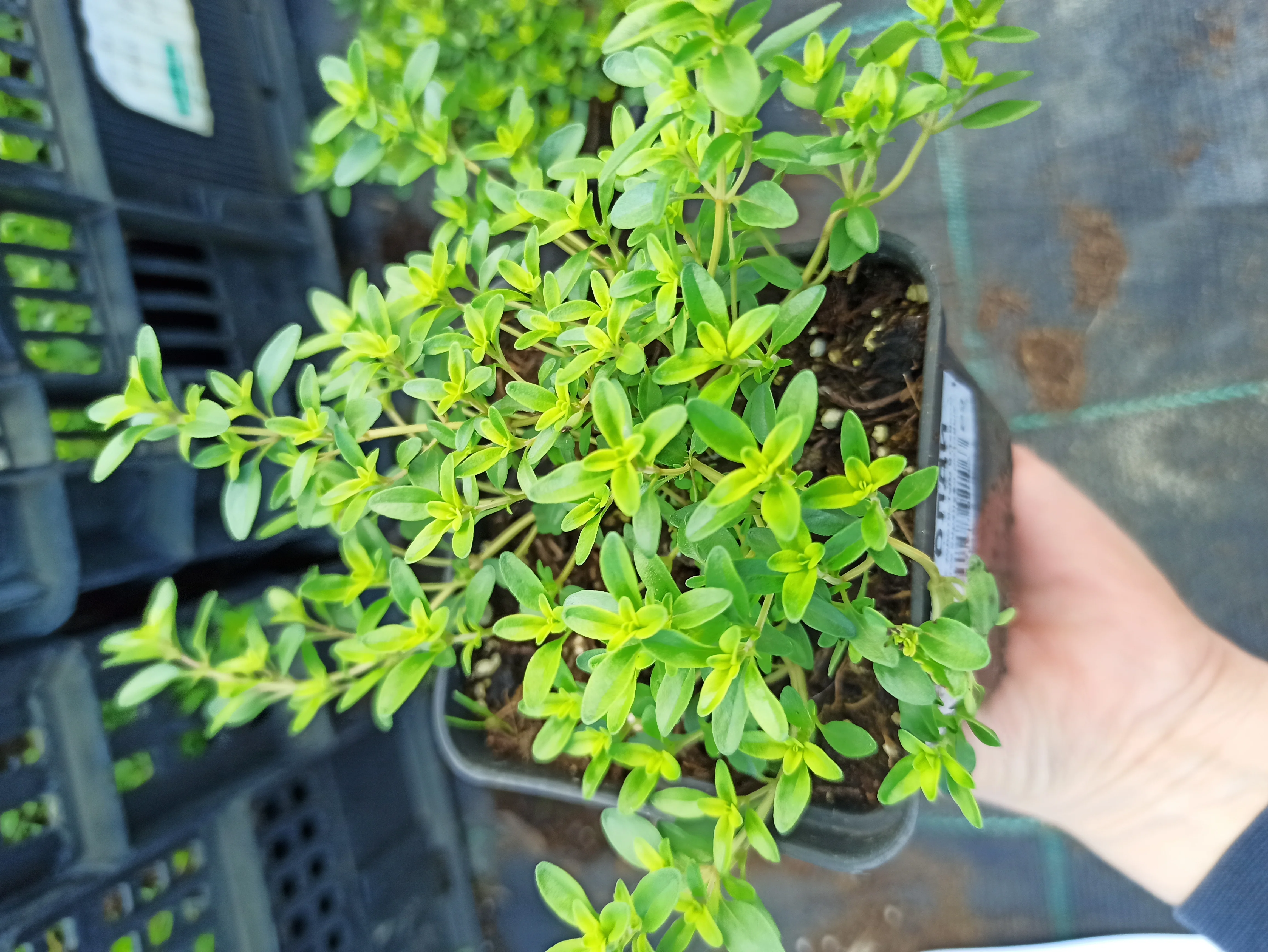 Тимьян обыкновенный - 2 изображение