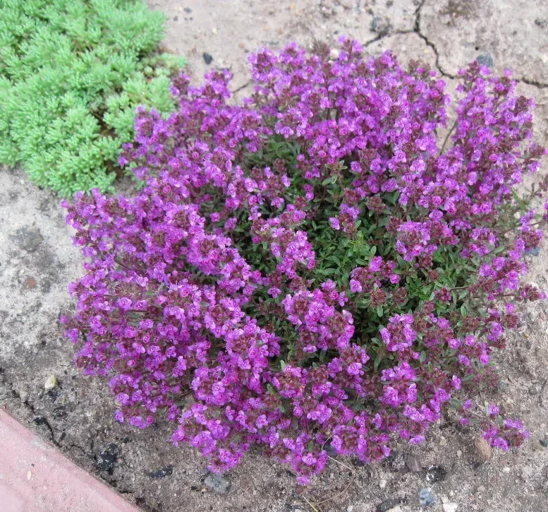 Тимьян ползучий - 2 изображение