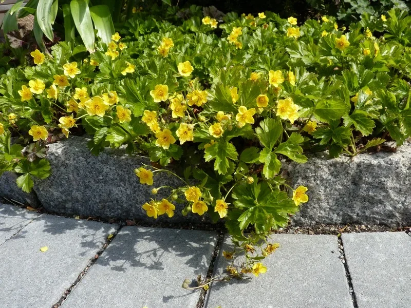 Вальдштейния гравилатовидная