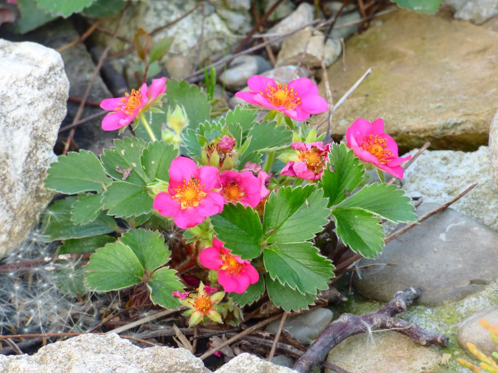 Земляника "Пинк Панда" - 3 изображение