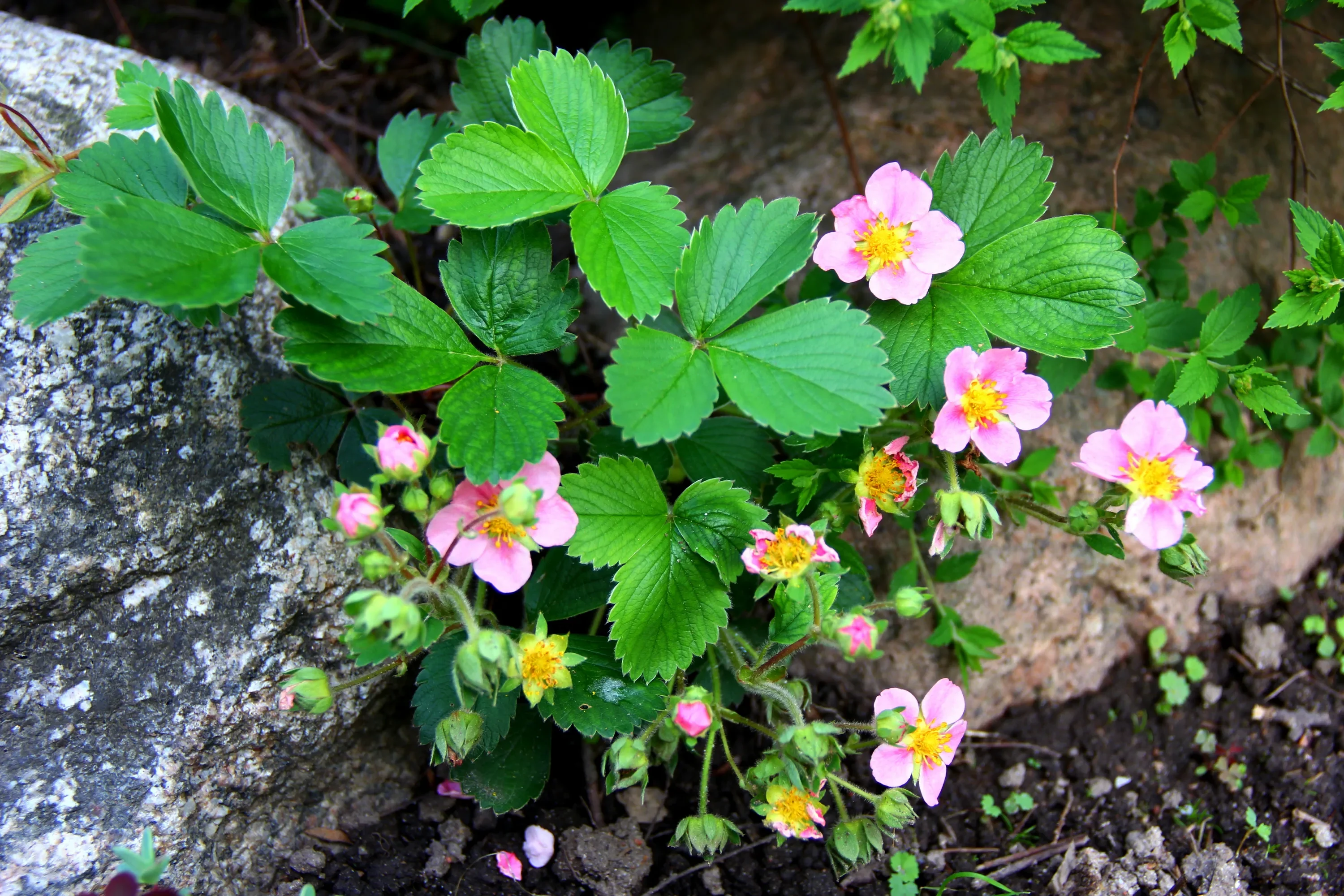 Земляника "Пинк Панда"