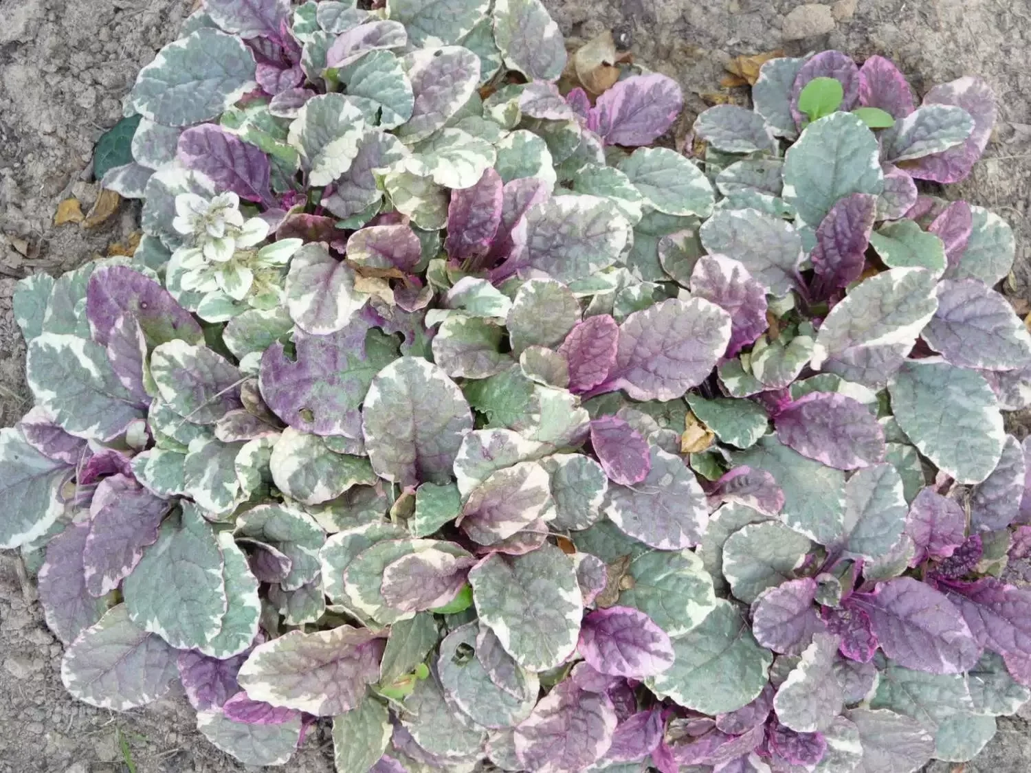 Живучка ползучая "Бургунди Глоу" - 3 изображение