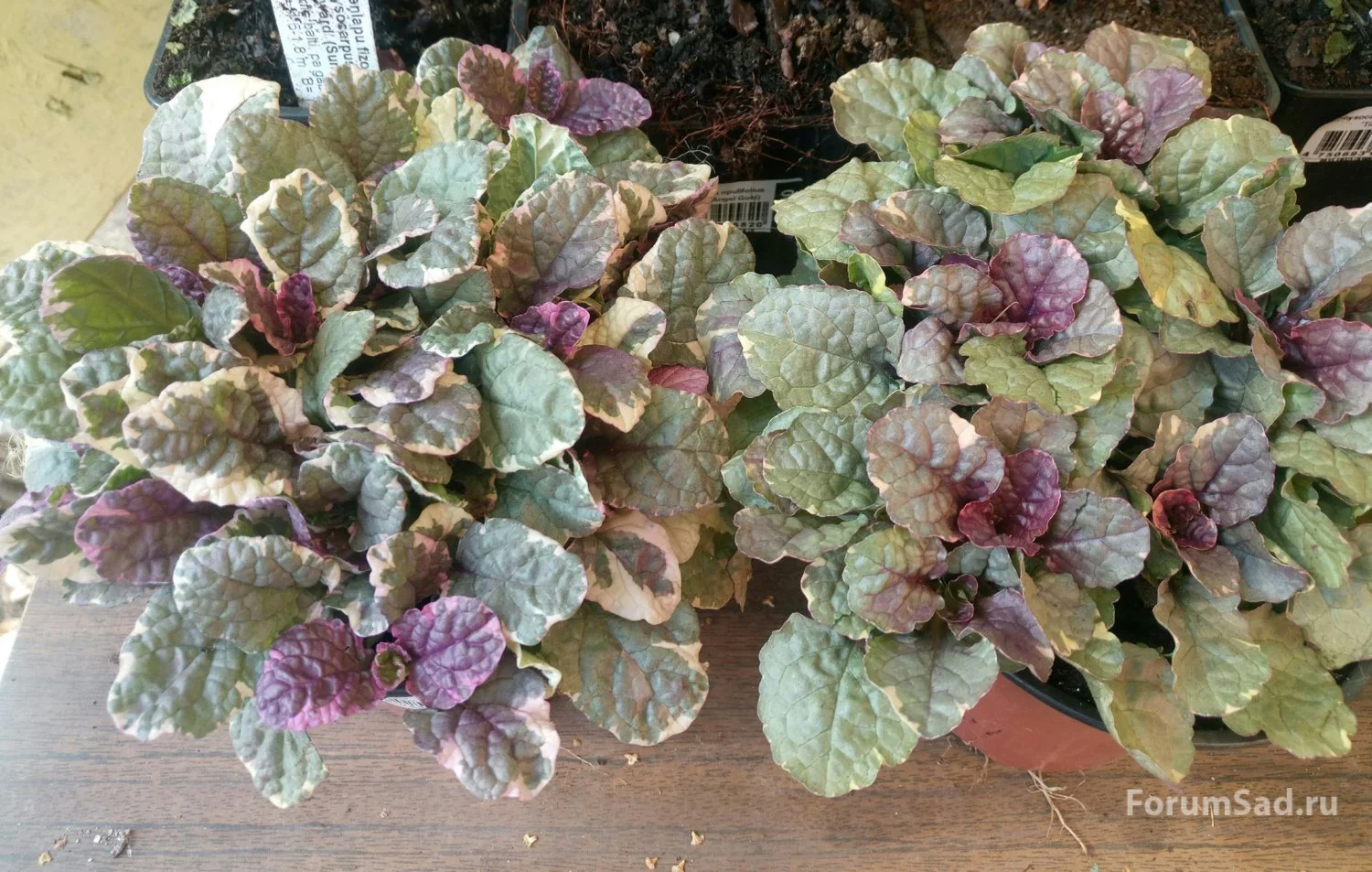 Живучка ползучая "Бургунди Глоу"