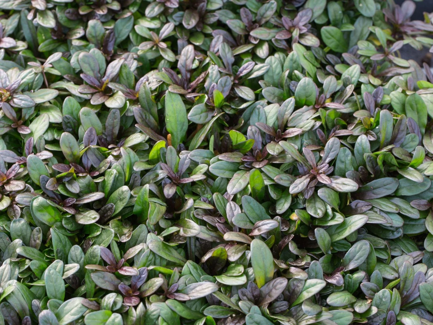 Живучка ползучая "Чоколате Чип" - 3 изображение