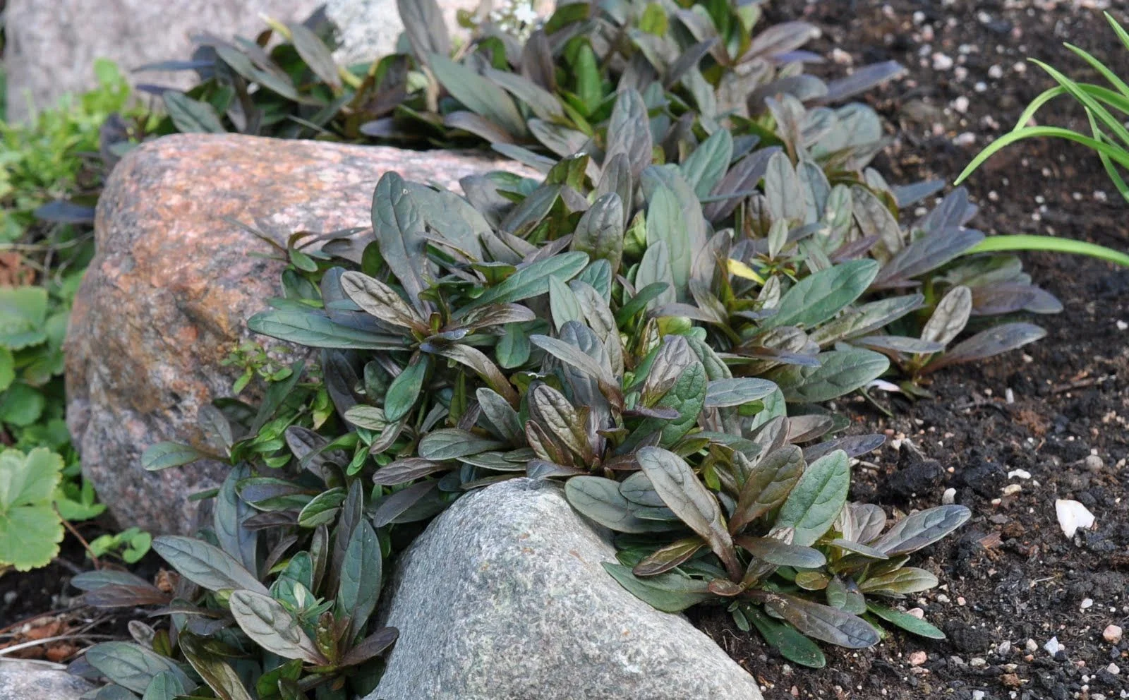 Живучка ползучая "Чоколате Чип" - 2 изображение