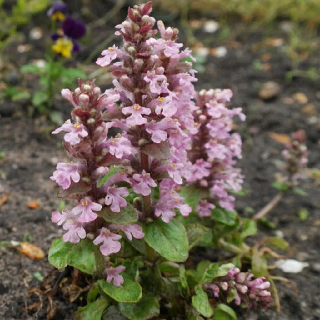 Живучка ползучая "Розеа"