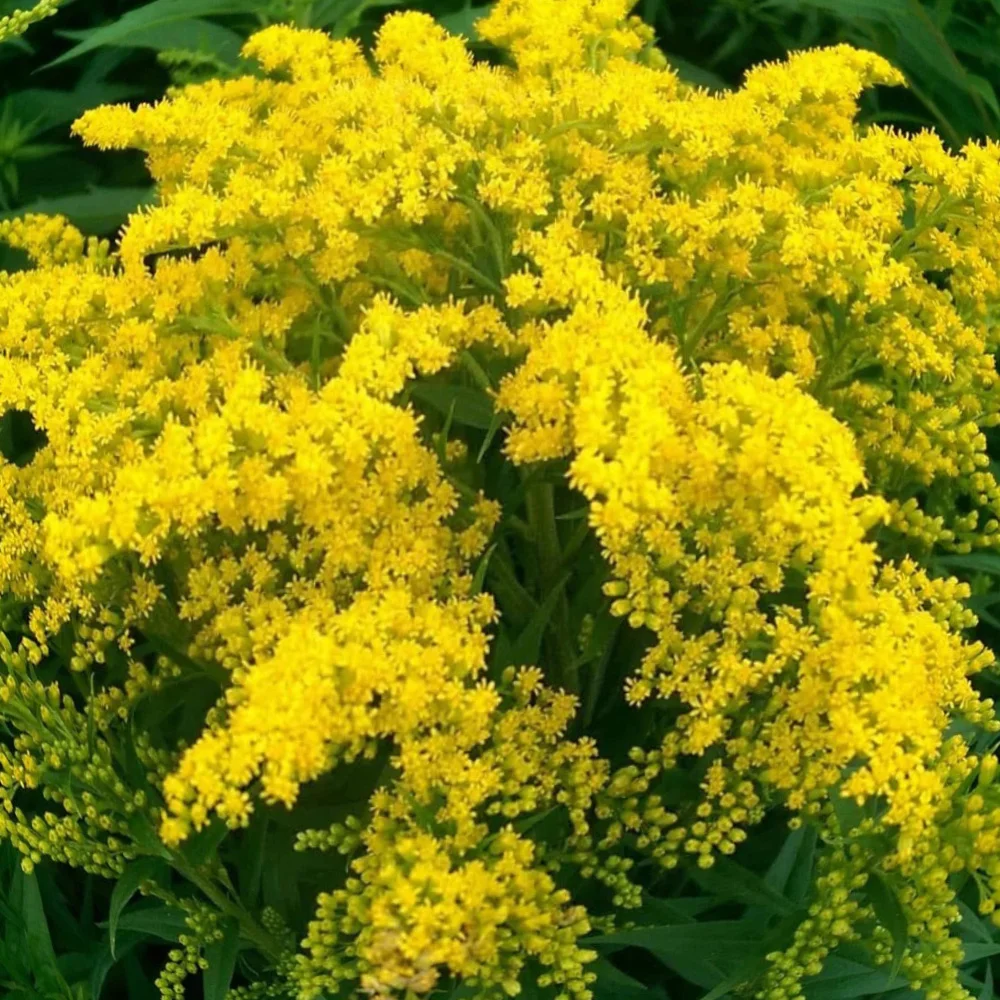 Золотарник (Солидаго) гибридный "Нана Новет"